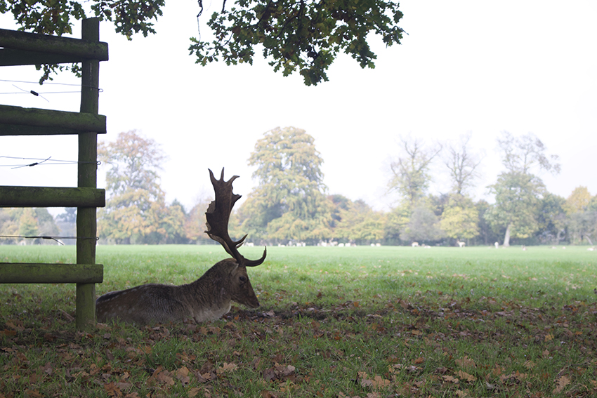 A stag at Burghley Park